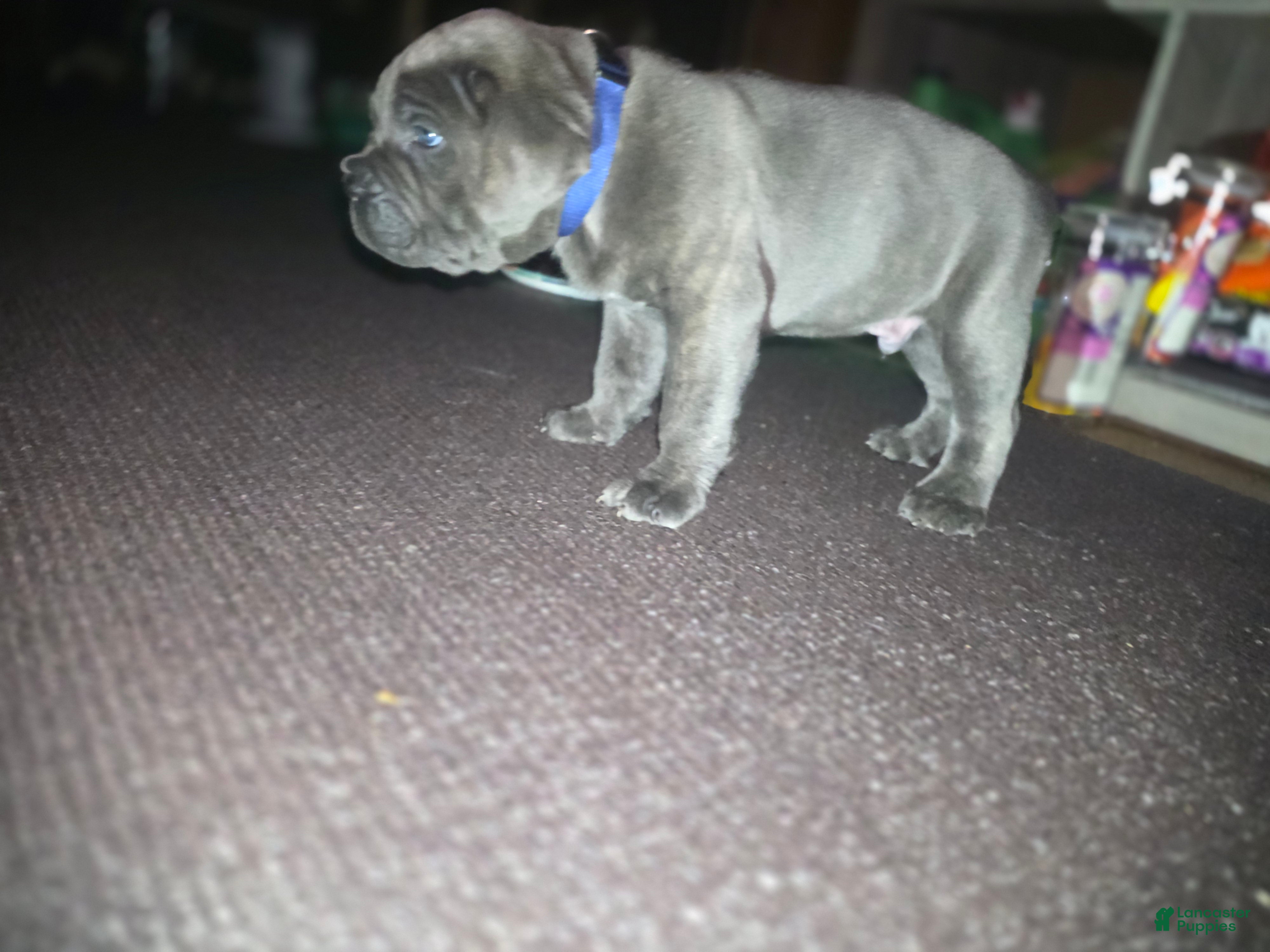 Cane Corso dogs Cane Corso Puppy 1 - Ad 29