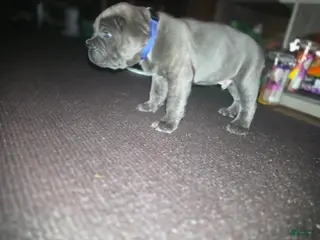 Cane Corso dogs Cane Corso Puppy 1 - Ad 29