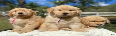 Golden Retriever Puppy 7