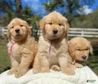 Golden Retriever Puppy 7