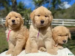 Golden Retriever dogs Golden Retriever Puppy 7 - Ad 7