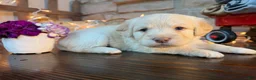 Labradoodle dogs for sale: Carly (Girl) - Ad 1