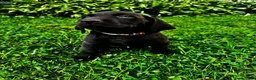 Labrador Retriever dogs for sale: Summer - Ad 2