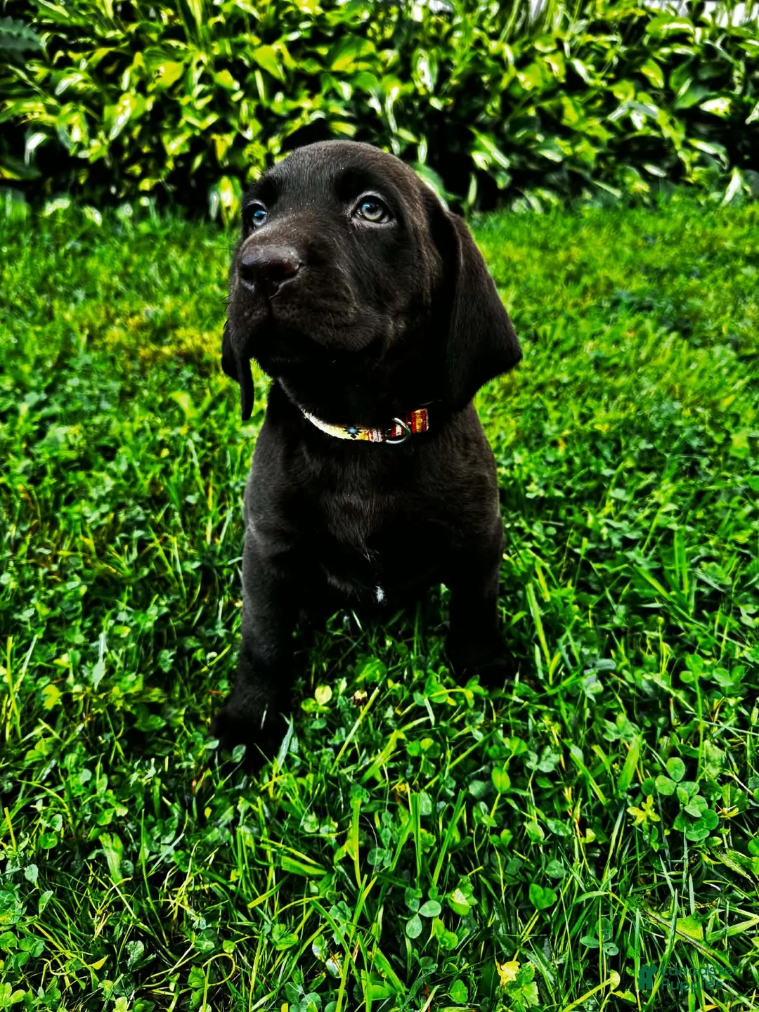 Labrador Retriever dogs for sale: Summer - Ad 2
