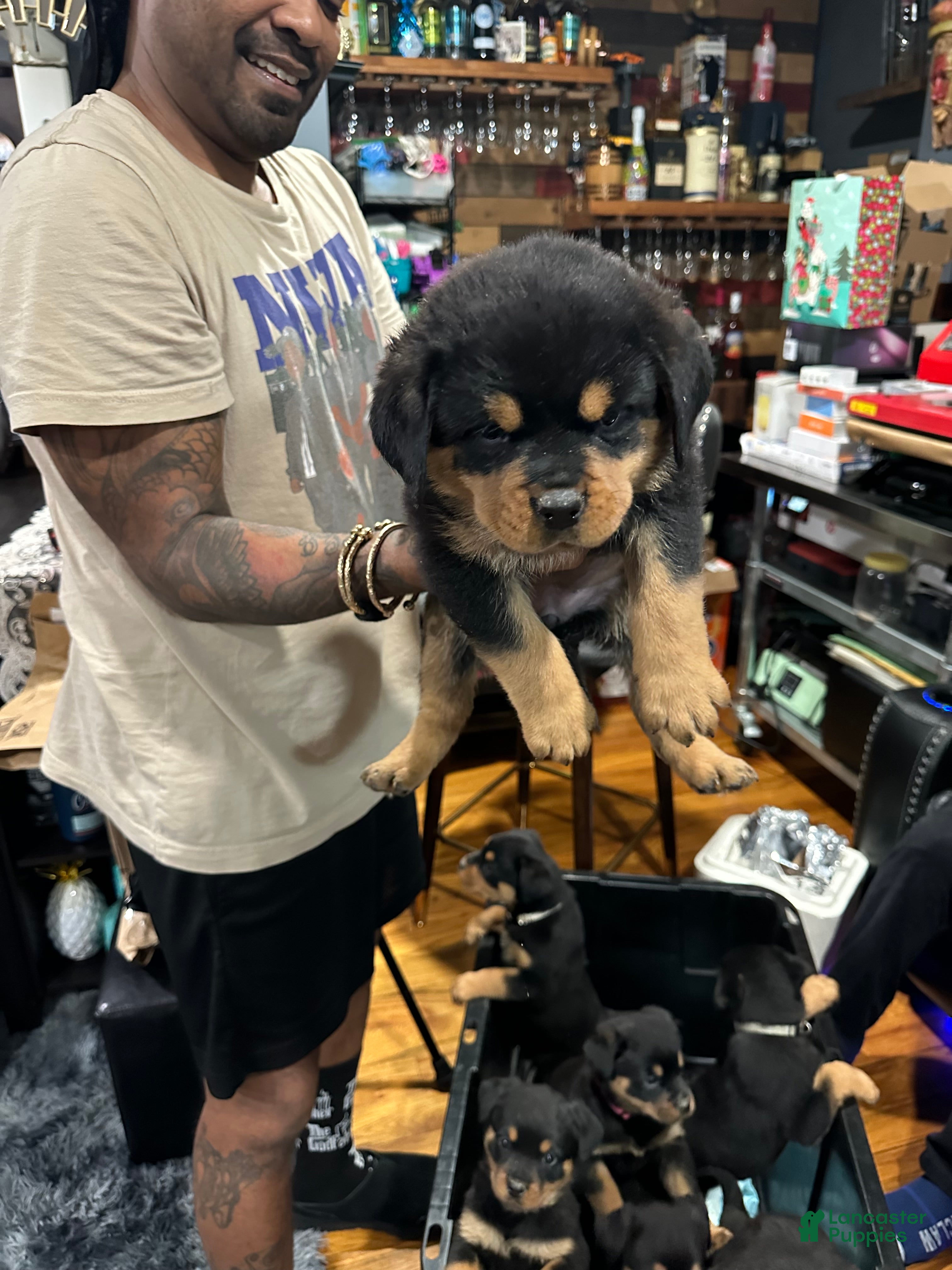Rottweiler dogs Rottweiler Puppy Pink girl  - Ad 14