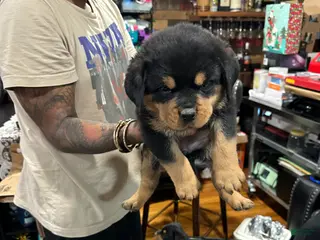 Rottweiler dogs Rottweiler Puppy girl - Ad 2