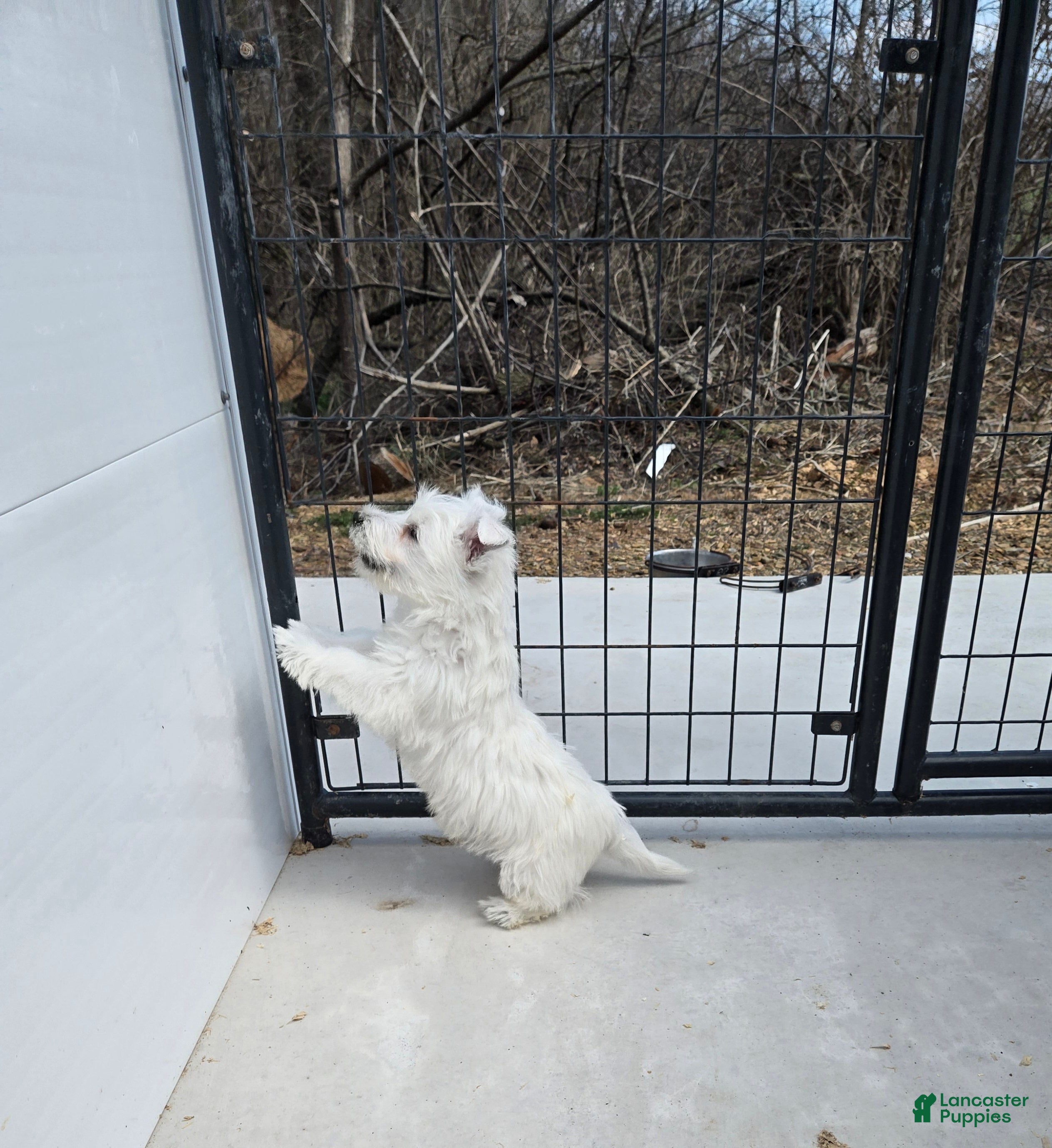 West Highland Terrier dogs Paul - Ad 1