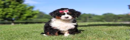 Mini Bernedoodle dogs for sale: Pistachio - Ad 6