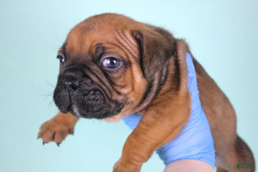 American Bully dogs for sale: Black Fawn Male - Ad 2