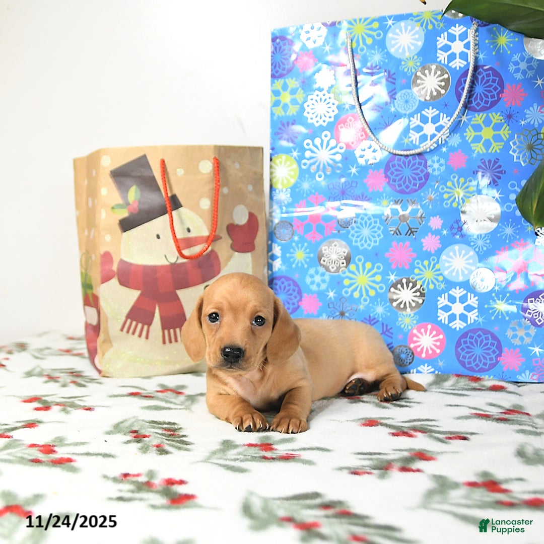 Miniature Dachshund dogs for sale: Travis - Ad 5