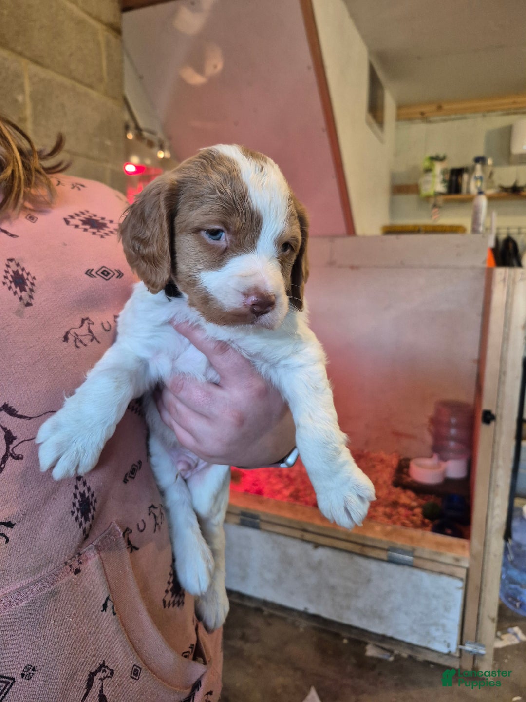 Brittany Spaniel dogs for sale: Pluto - Ad 3