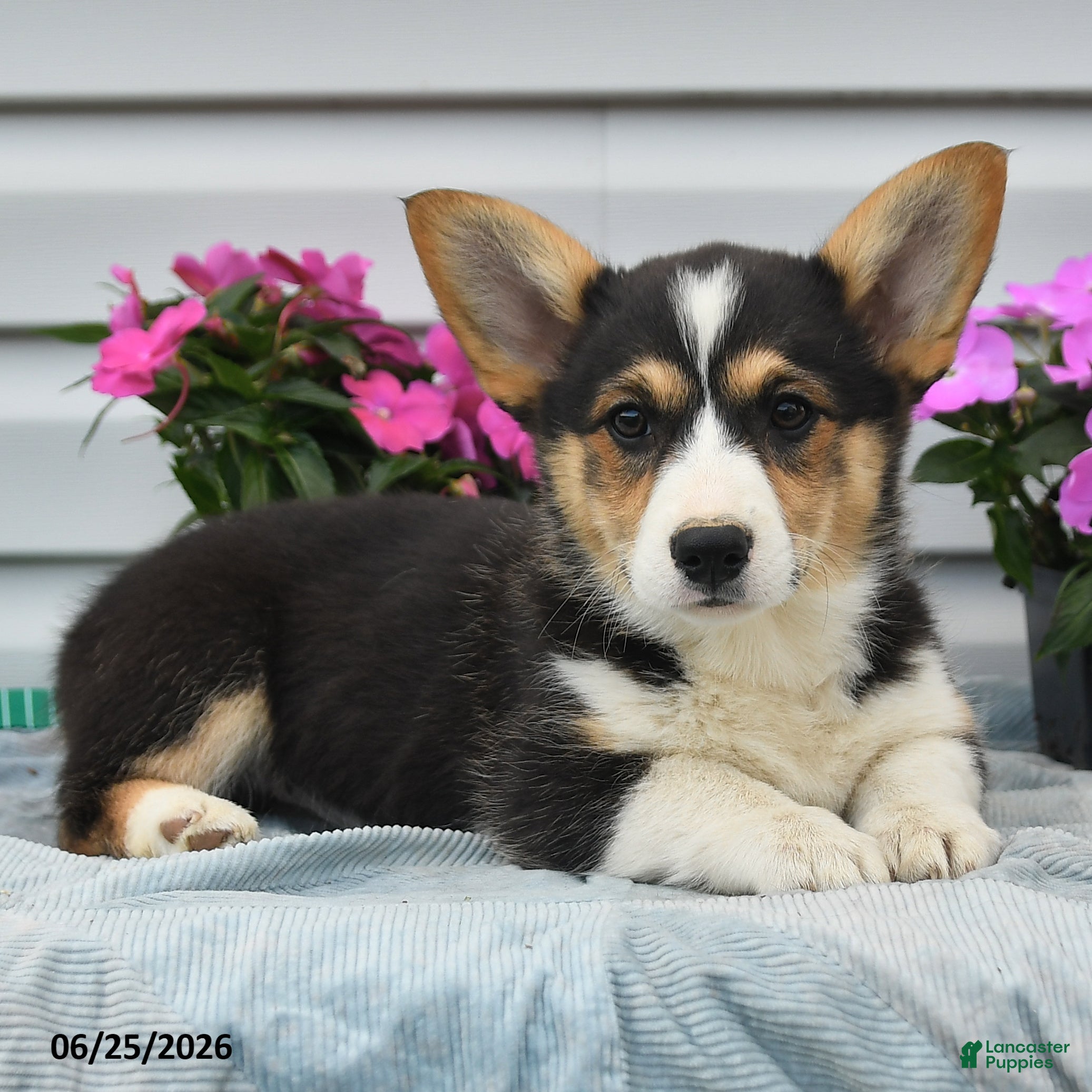 Welsh Corgi Pembroke dogs Diamond - Ad 1
