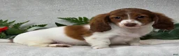 Miniature Dachshund dogs for sale: Jace - Ad 3