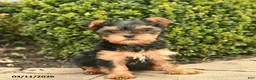 Yorkshire Terrier dogs for sale: Joyful  - Ad 5