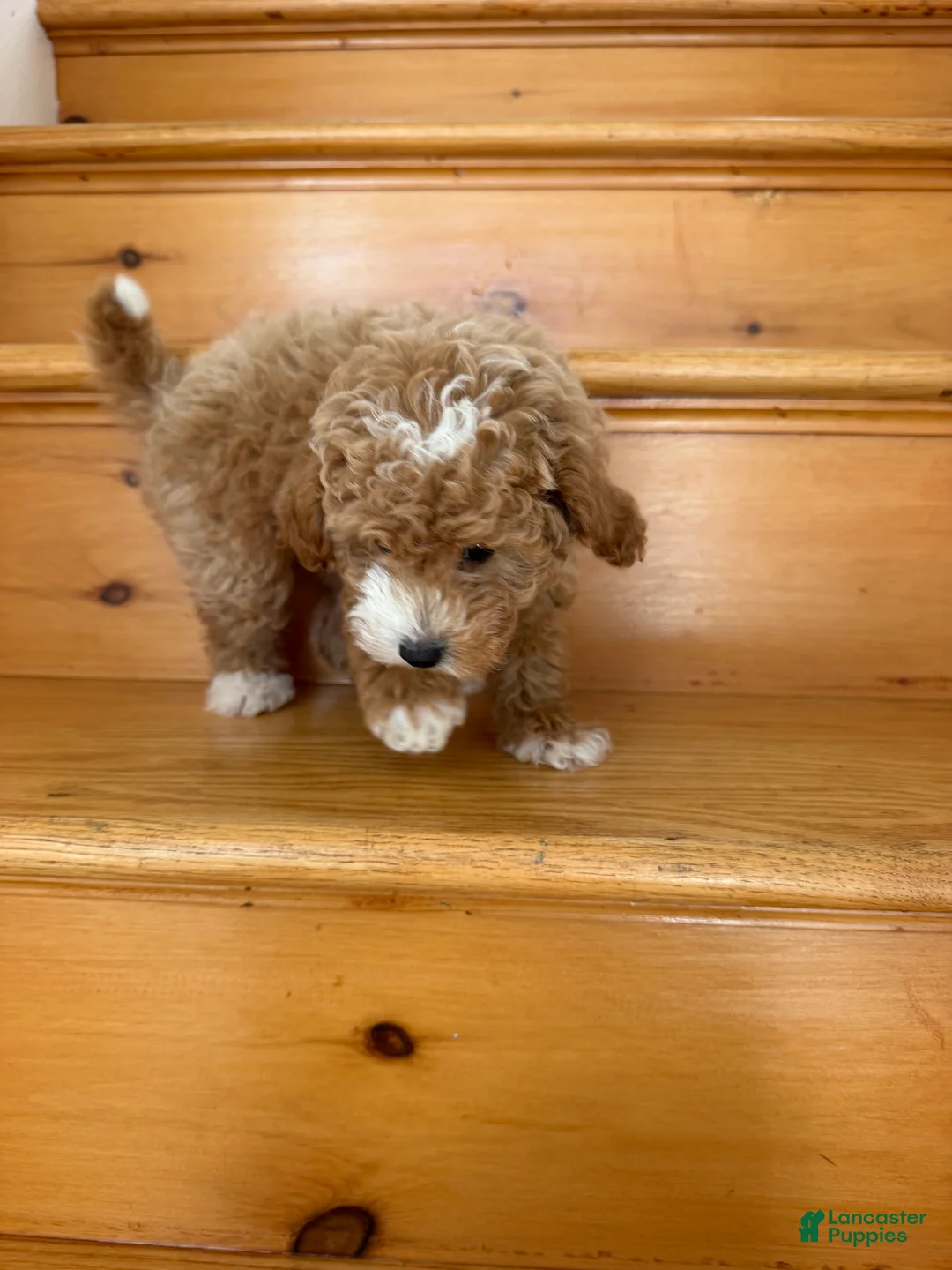 Toy Poodle dogs for sale: Toy Poodle 1 - Ad 8