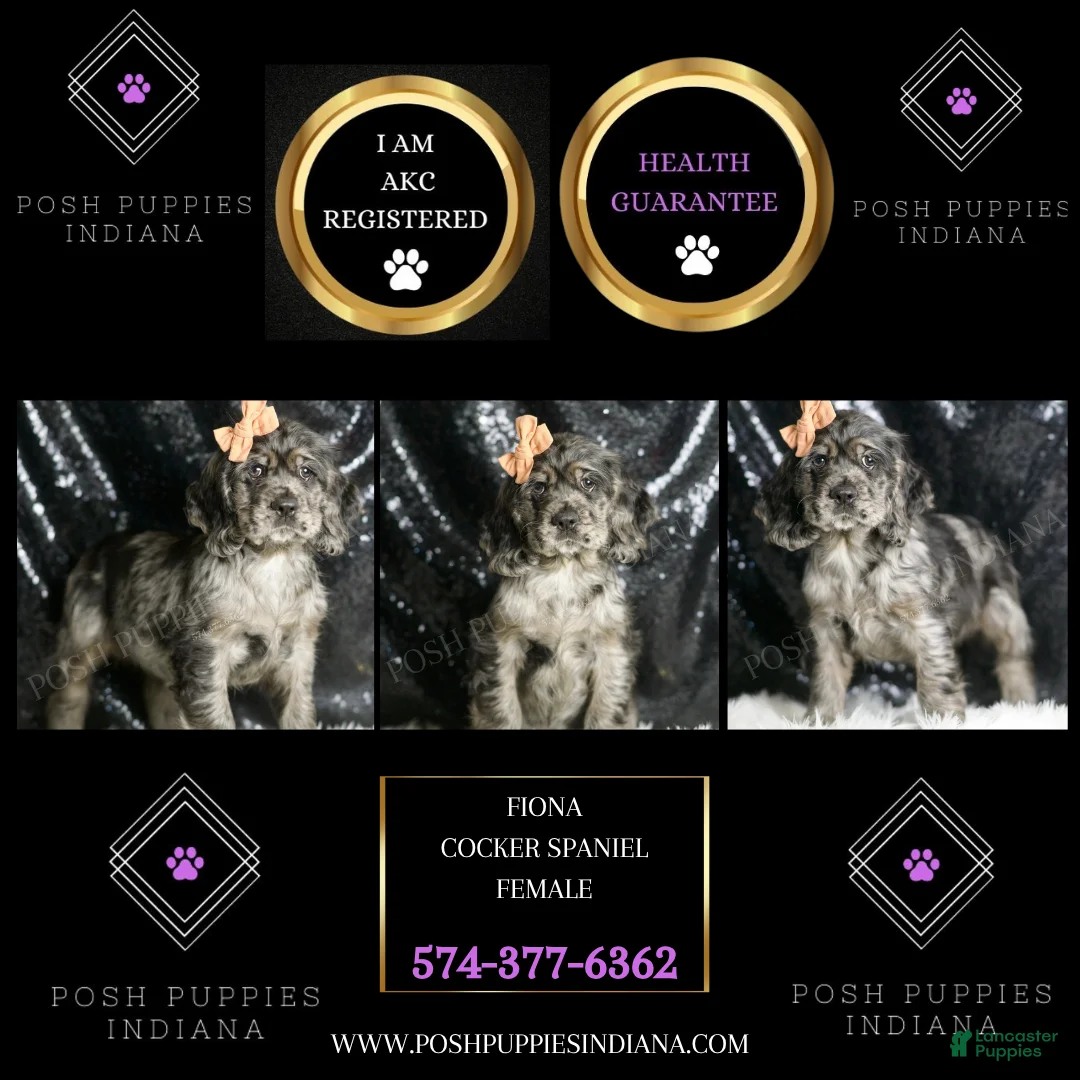 Cocker Spaniel dogs for sale: Fiona - Ad 5