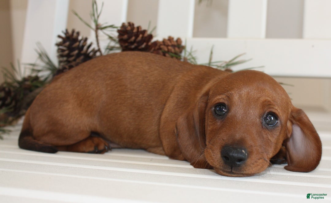 Miniature Dachshund dogs for sale: Parker - Ad 4
