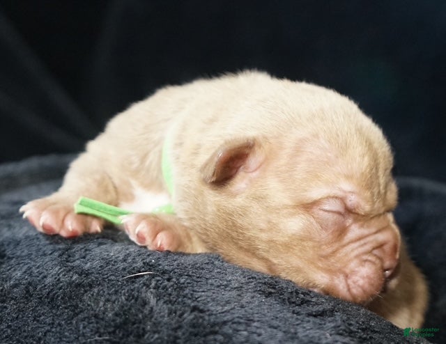 American Bully dogs American Bully 3 - Ad 31