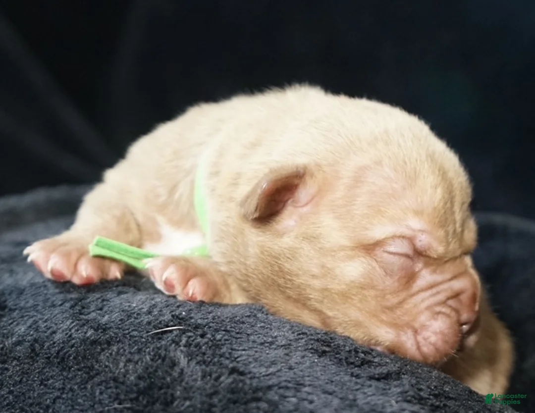 American Bully dogs for sale: American Bully 3 - Ad 1