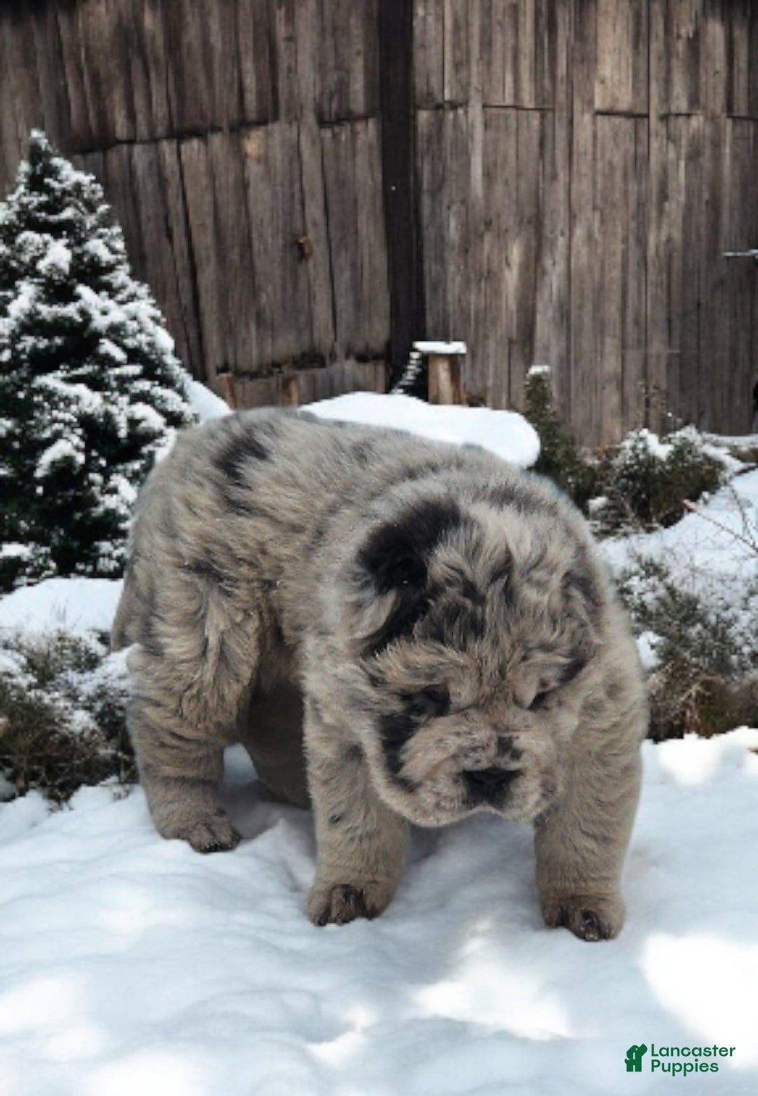 Shar Pei dogs for sale: Mabel merle mini Bear  - Ad 8