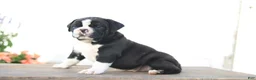 Beabull dogs for sale: Panda - Ad 4