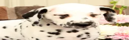Dalmatian dogs for sale: Hannah - Ad 9