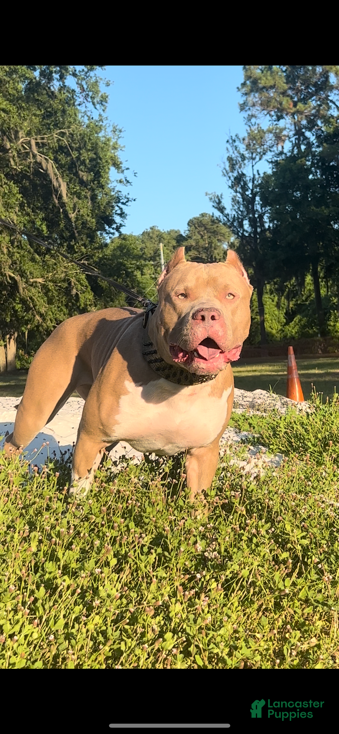 American Bully dogs for sale: BELIZE The XL Bully - Ad 5