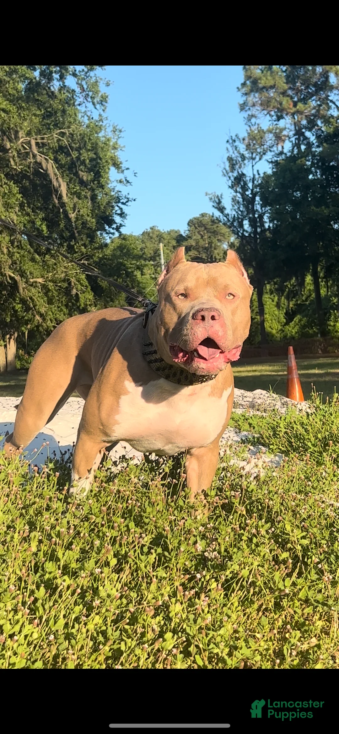 American Bully dogs for sale: NAIROBI The XL Bully - Ad 18