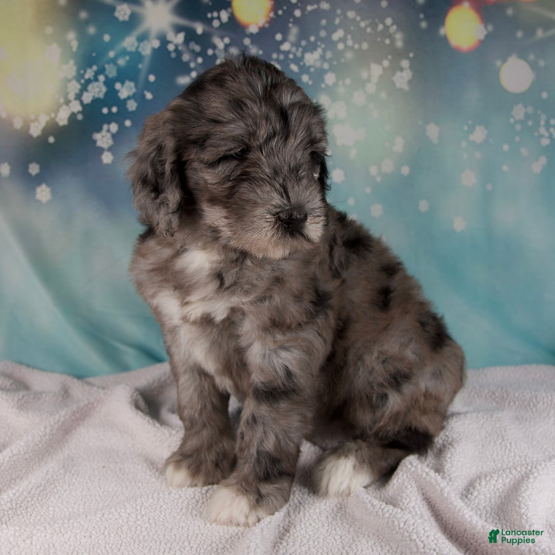 Mixed Breed dogs for sale: Bethany - Ad 6