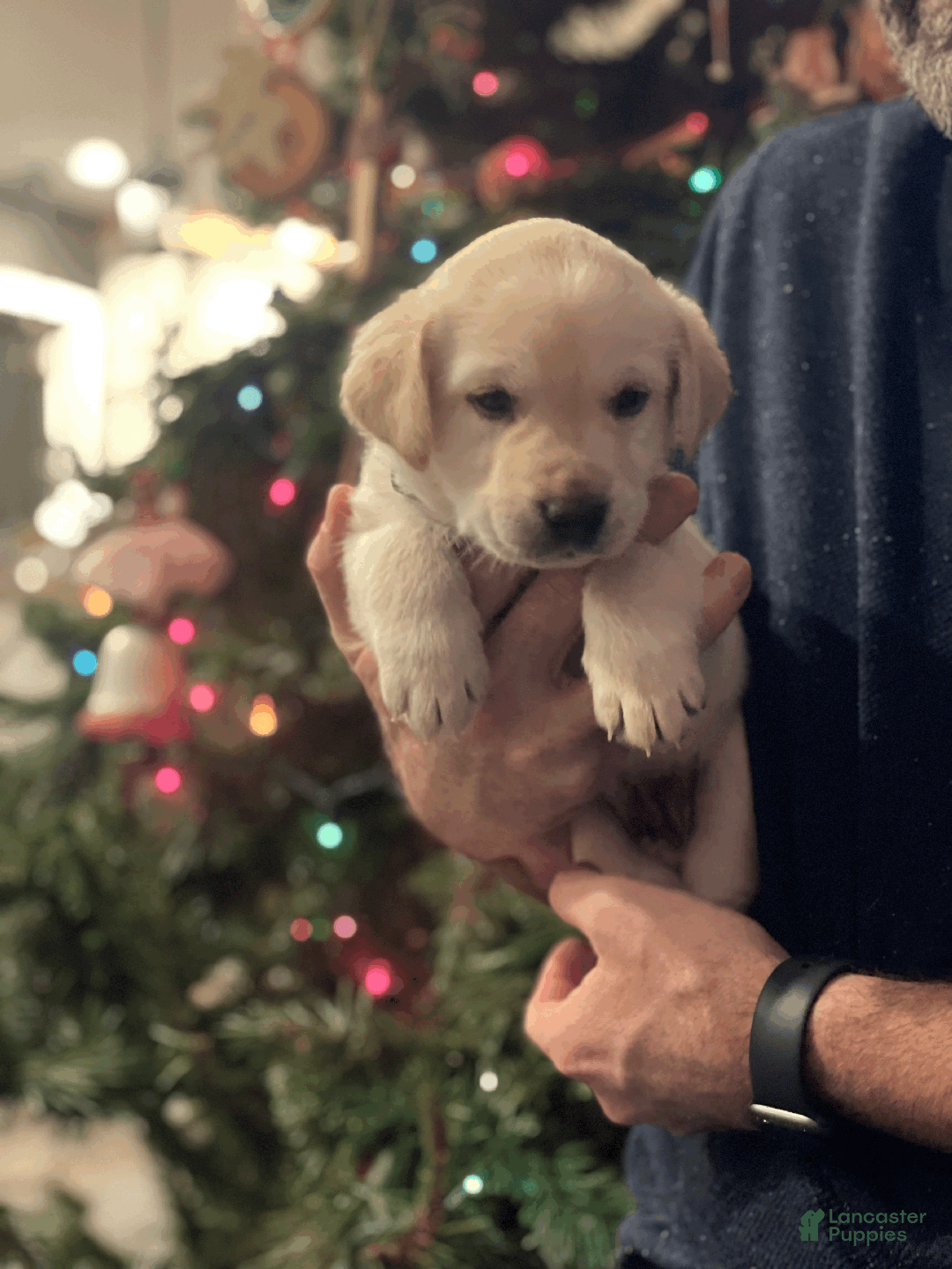 Labrador Retriever dogs for sale: Algonquin-red collar - Ad 17