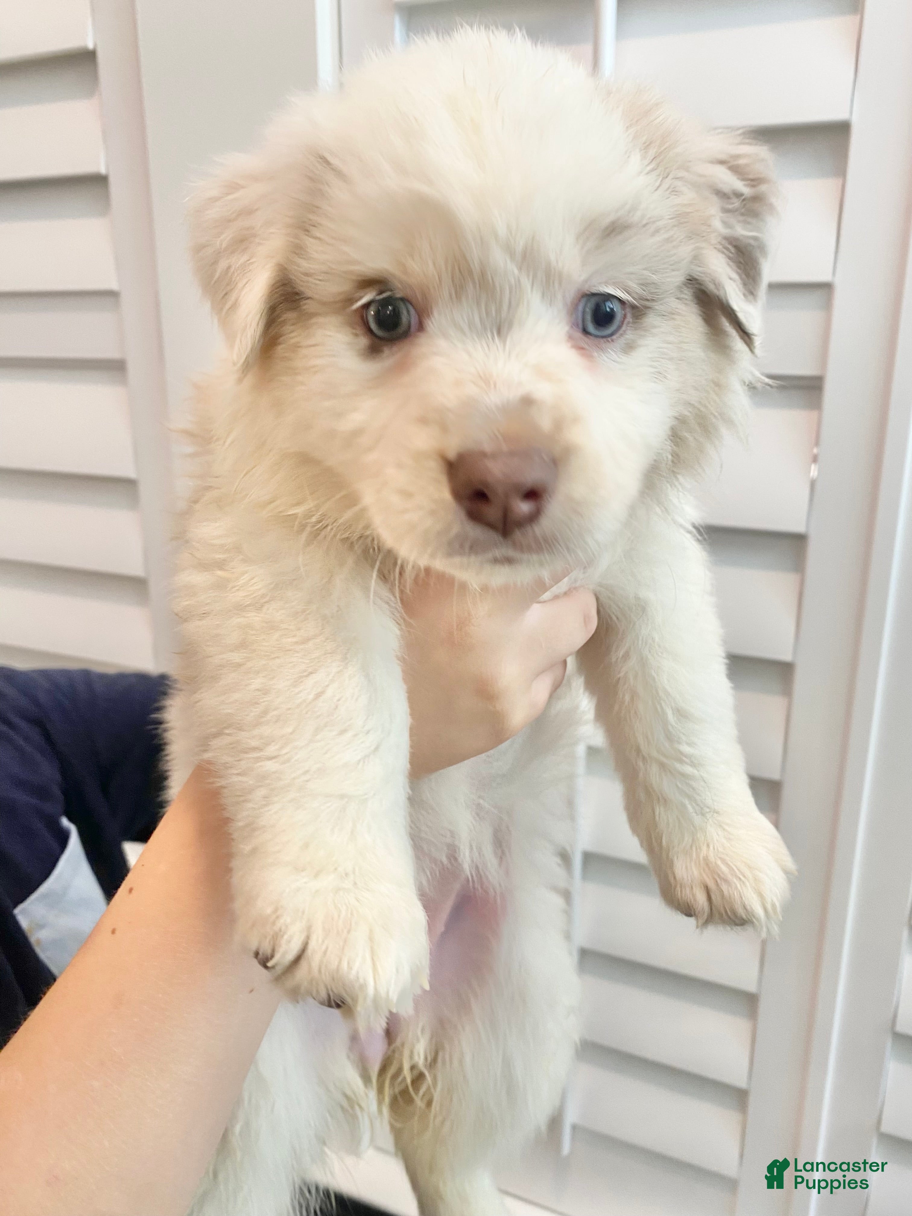 Australian Shepherd dogs Polly Pocket - Ad 2