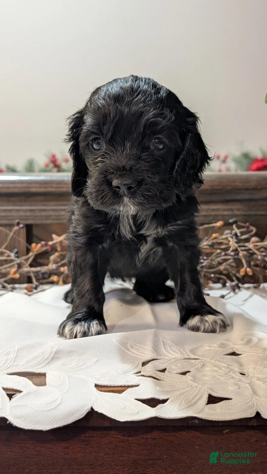 Cocker Spaniel dogs for sale: Midnight  - Ad 3
