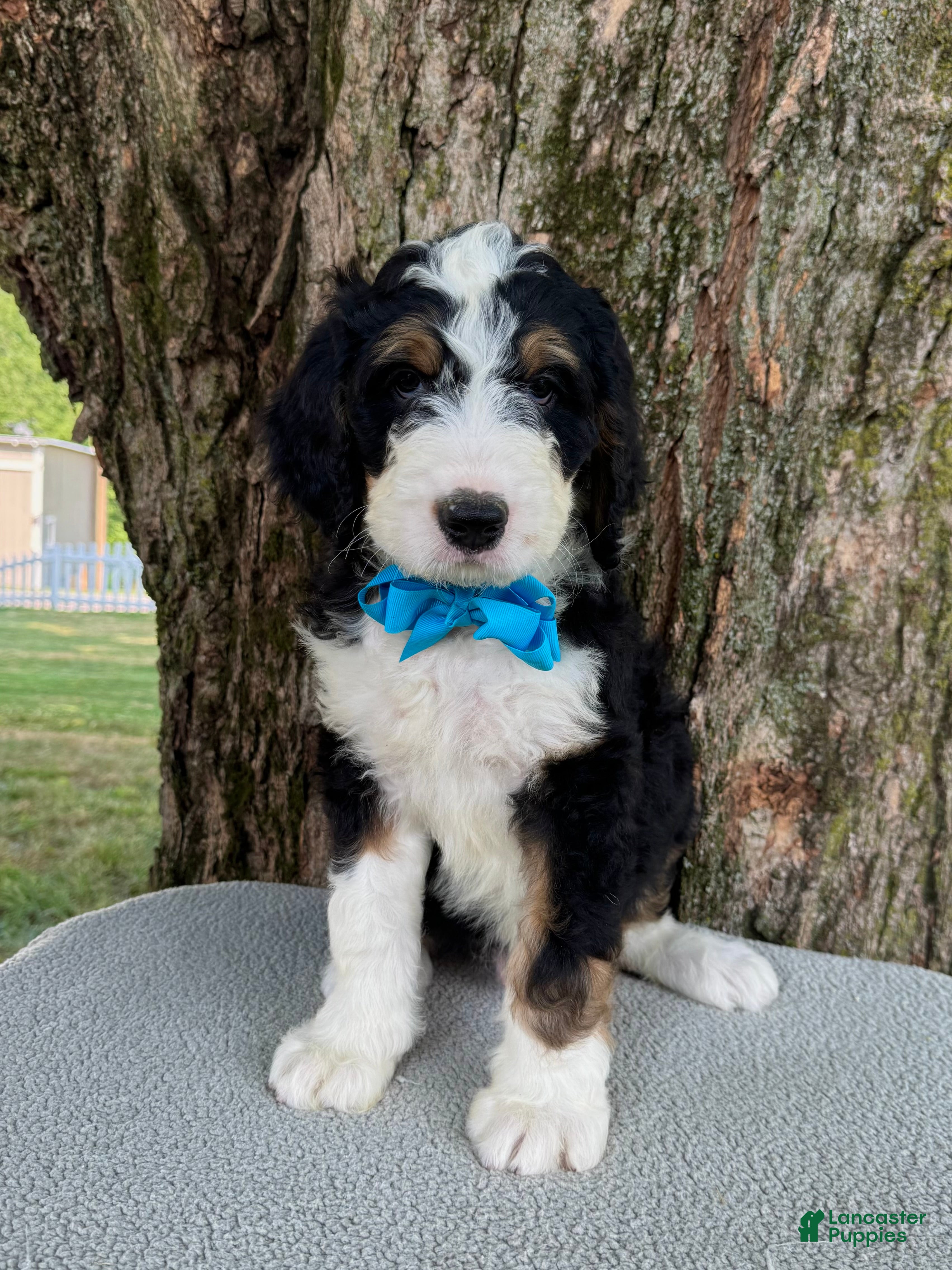 Bernedoodle dogs George  - Ad 1