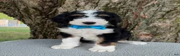 Bernedoodle dogs for sale: George  - Ad 9