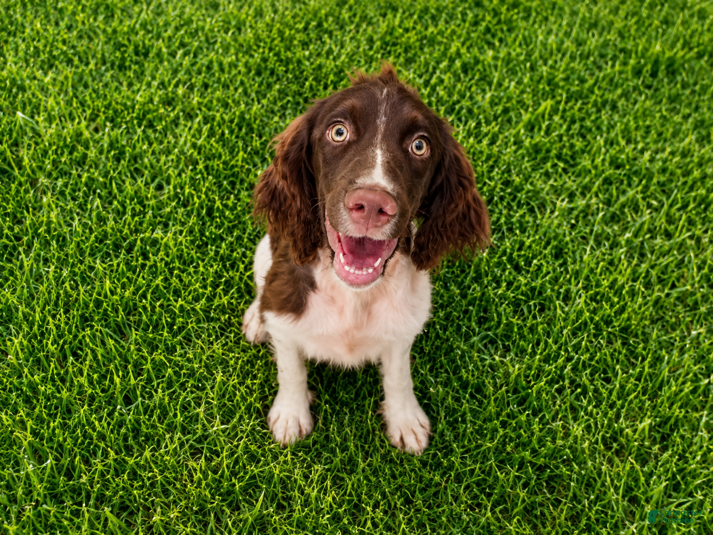 English Springer Spaniel dogs Captain Hook 🪝  - Ad 2