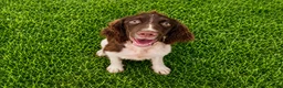 English Springer Spaniel dogs for sale: Captain Hook 🪝  - Ad 2