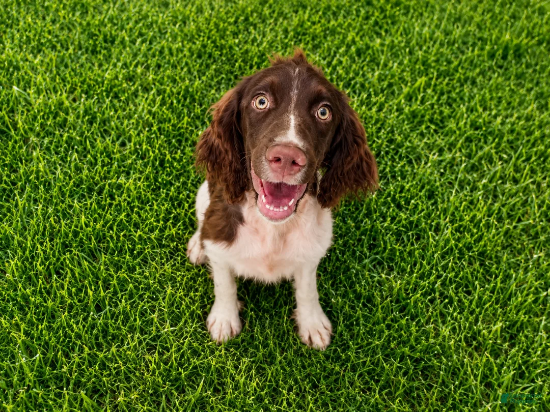 English Springer Spaniel dogs for sale: Captain Hook 🪝  - Ad 2