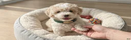 Maltipoo dogs for sale: GUCCI - Ad 1