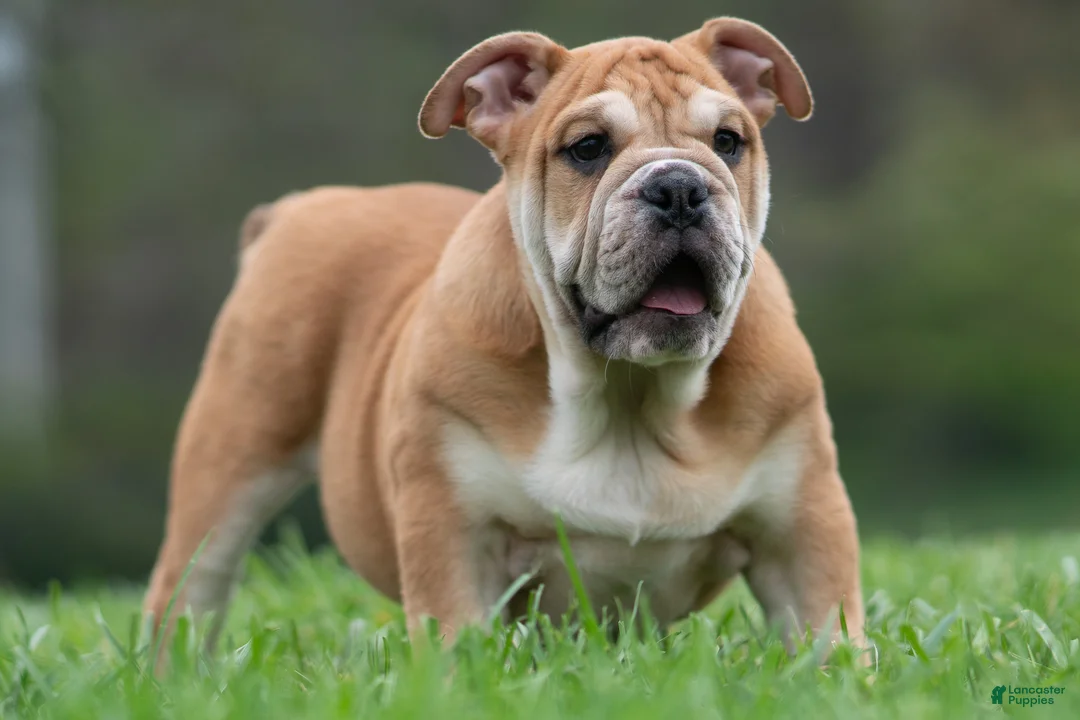 English Bulldog dogs for sale: Hulk - Ad 2
