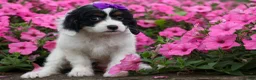 Cavapoo dogs for sale: Priscilla🌸 - Ad 6