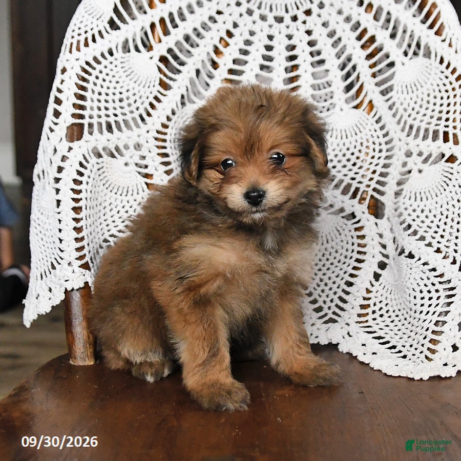 Pomapoo dogs Mango - Ad 2