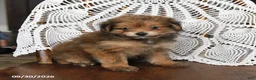 Pomapoo dogs for sale: Mango - Ad 2