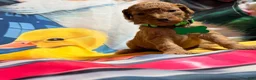 Miniature Poodle dogs for sale: Miniature Poodle Puppy 3 - Ad 2
