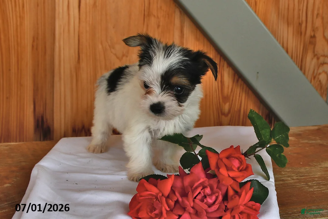 Mixed Breed dogs for sale: Rover - Ad 2