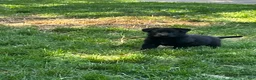 German Shepherd dogs for sale: German Shepherd 1 - Ad 2