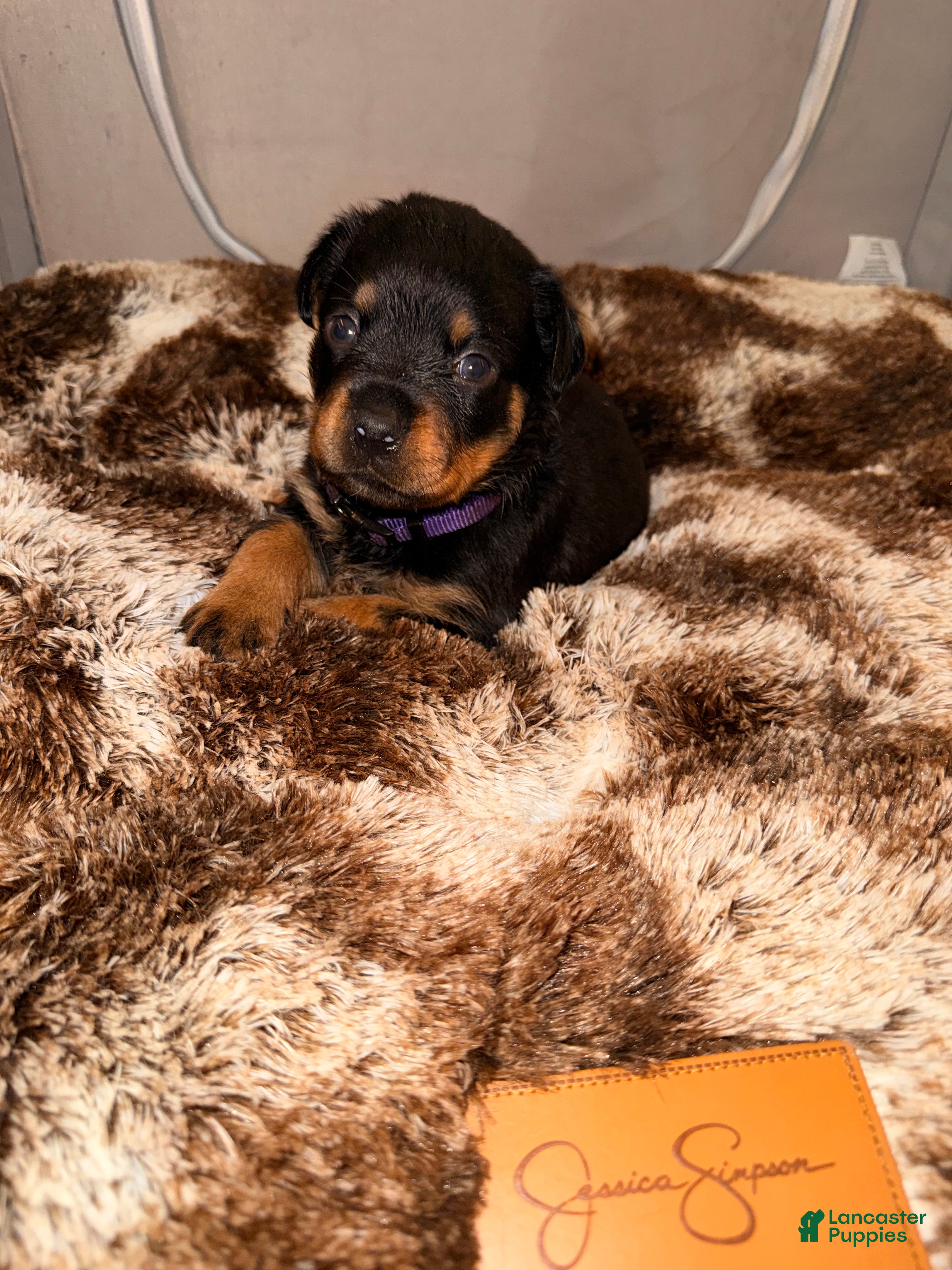 Rottweiler dogs Sunshine - Ad 29