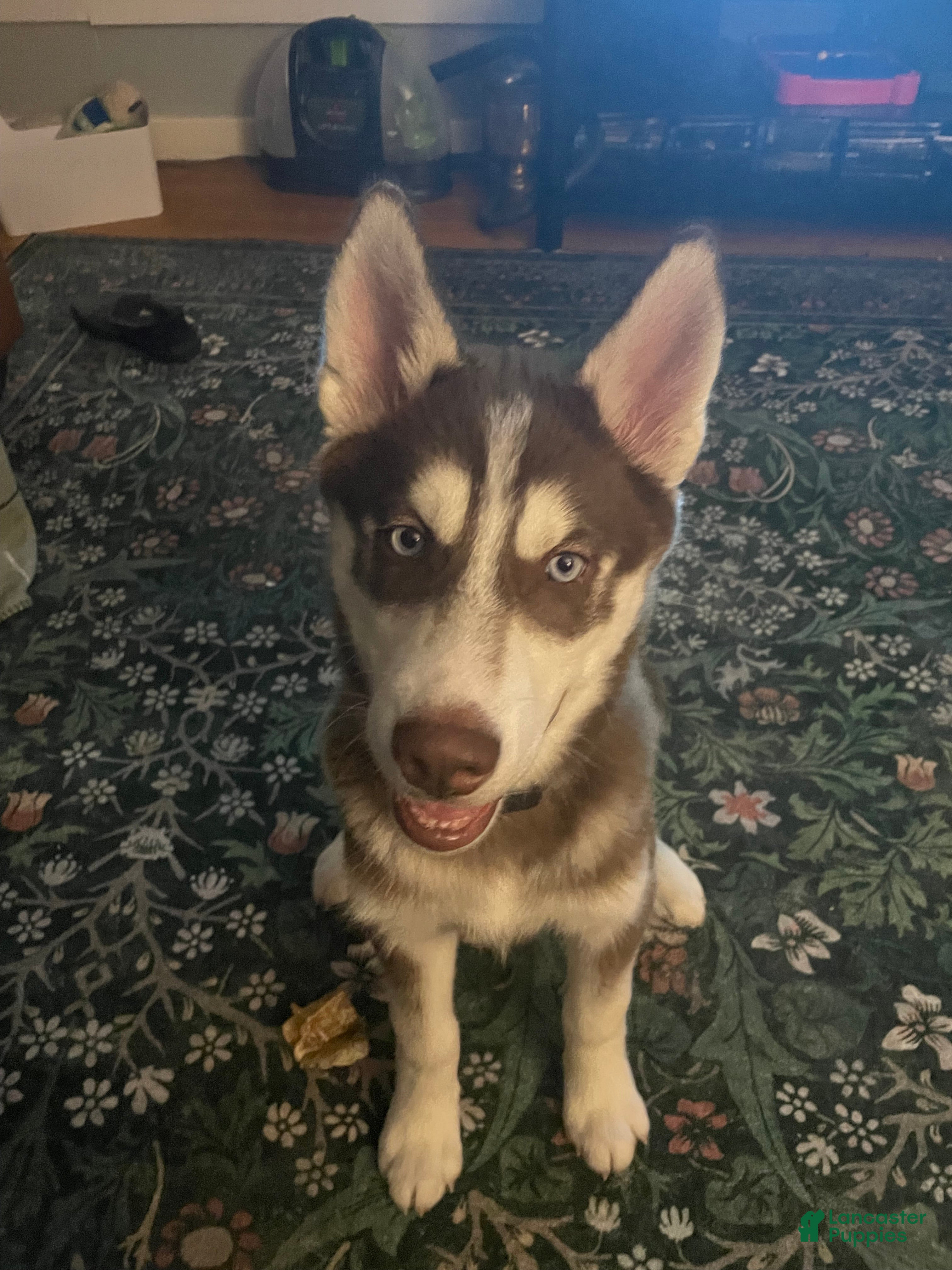 Siberian Husky dogs AKC Siberian Husky - Idris - Ad 25