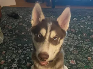 Siberian Husky dogs AKC Siberian Husky - Idris - Ad 25