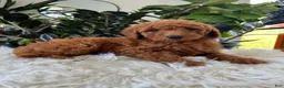 Mini Goldendoodle dogs for sale: Alani - Ad 3