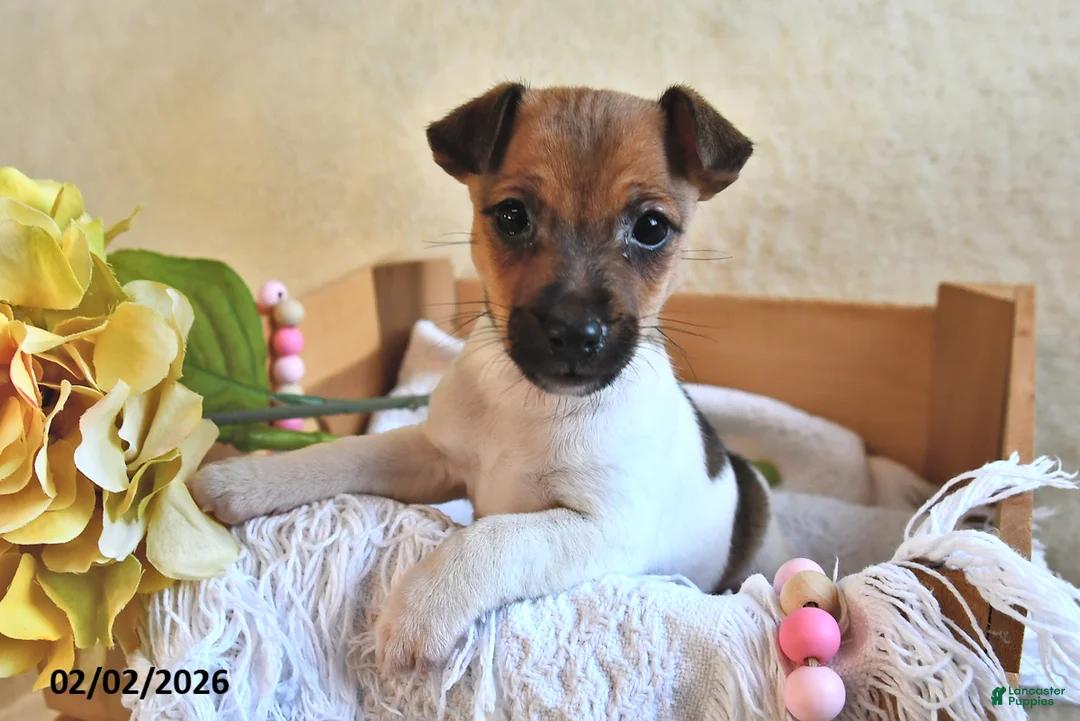 Jack Russell Terrier dogs for sale: Bitsy - Ad 1